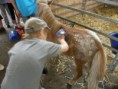 /album/farma-bitozeves/farma-bitozeves-37-jpg/